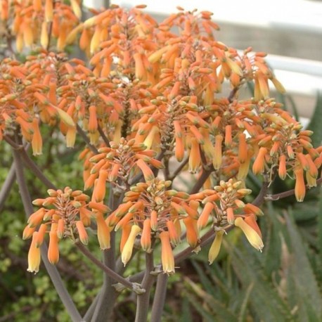 Graines Aloe striata (Succulente)