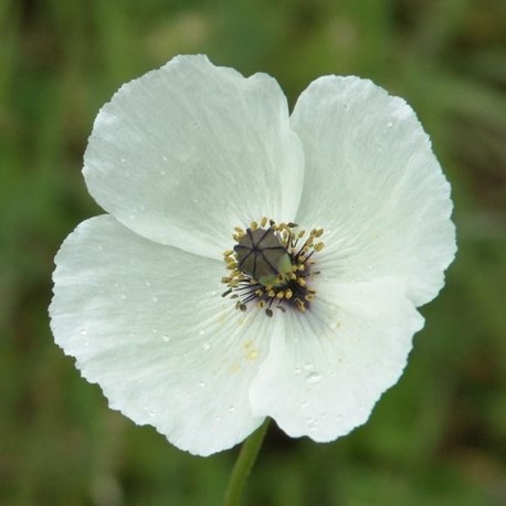 Graines Papaver somniferum 'Persian White' (Pavot à opium)