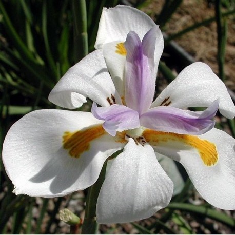 Iris africain, Iris sauvage