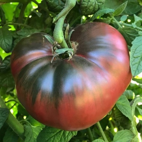 Tomate Cherokee purple