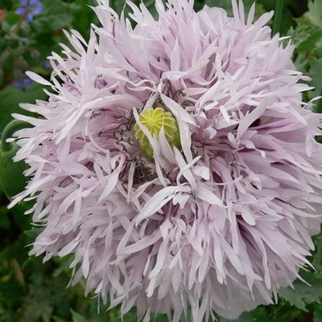 Pavot à opium Lilac Pompom (Papaver somniferum)