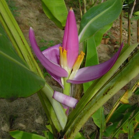 Bananier à fleur violette