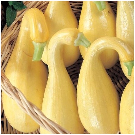 Courgette Early Summer Crookneck (Courgette jaune)