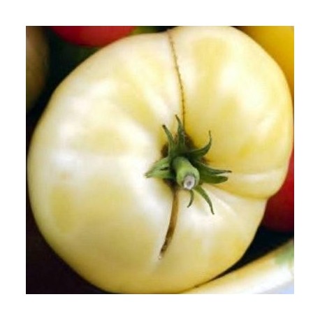 Tomate White Wonder (tomate ancienne)