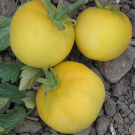 Tomate Garden Peach (tomate ancienne)