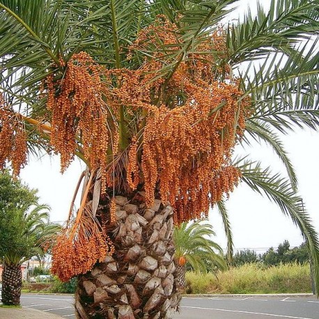 Graines Phoenix canariensis (Palmier dattier des Canaries)