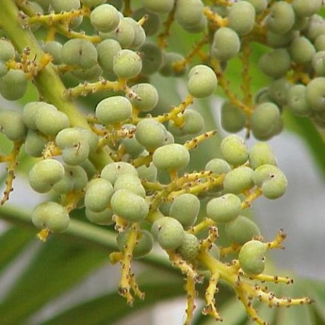 Graines Trachycarpus fortunei (Palmier chanvre)
