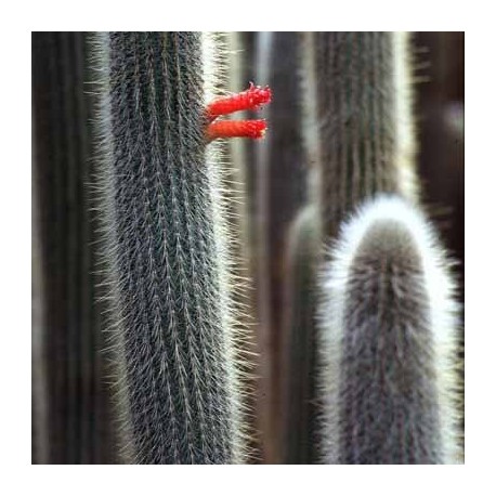 Graines Cleistocactus straussii (Cactus)