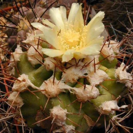 Graines Copiapoa coquimbana (Cactus)