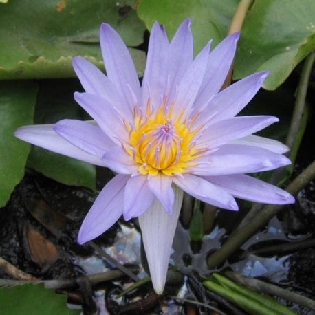 Graines Nymphea caerulea (Lotus bleu)