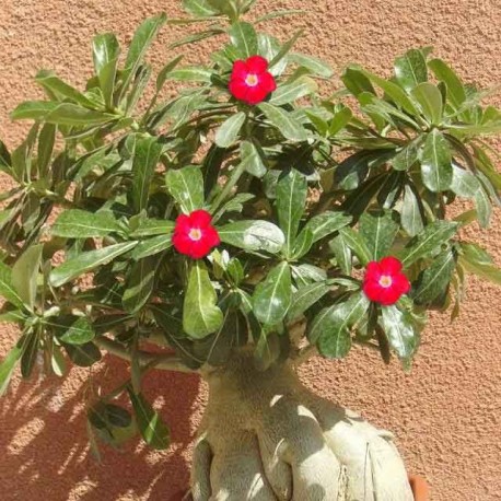 RARE Rouge Boule de feu Desert Rose Graines Adenium Obesum fleur vivace Maison Jardin 