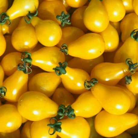 Tomate Yellow Pearshaped (tomate cerise ancienne)