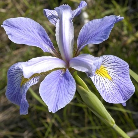 Iris de Virginie