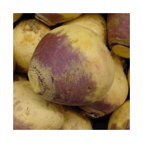 Graines Rutabaga 'American Purple Top' (Choux Siam)