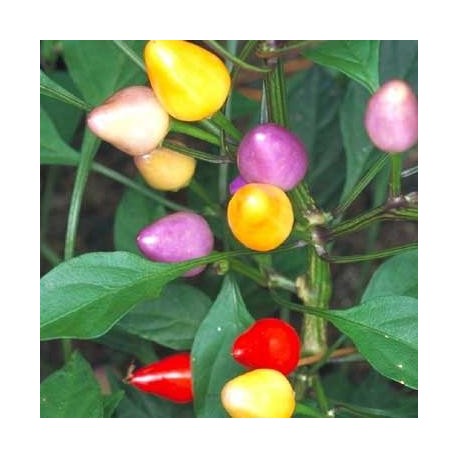 Piment Bolivian rainbow (piment d'ornement)