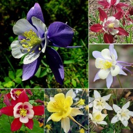 La carte à Graines - On s'aime