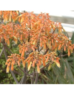 Aloe striata (Succulente) 2