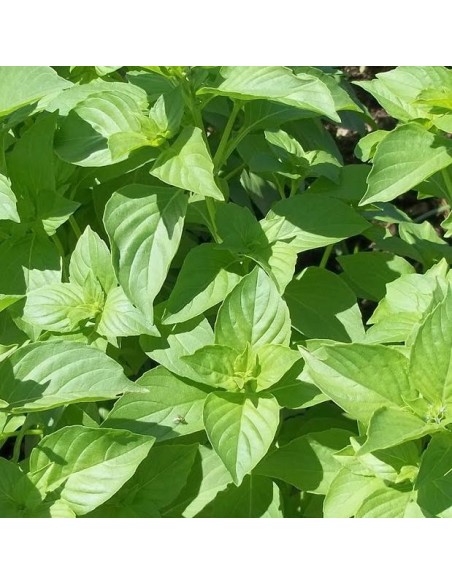 Graines Basilic Lime (Basilic citron vert)