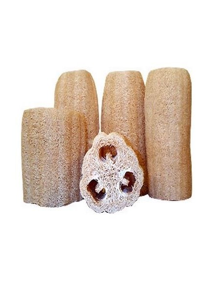 Graines Luffa Cylindrica (Eponge végétale)