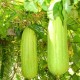 Graines Luffa Cylindrica (Eponge végétale)
