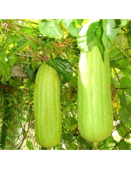 Graines Luffa Cylindrica (Eponge végétale)