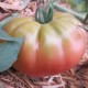 Graines Tomate ancienne Ananas noire