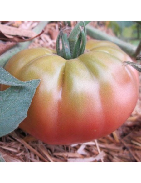 Graines Tomate ancienne Ananas noire