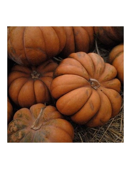 Graines Courge 'Musquée de Provence'