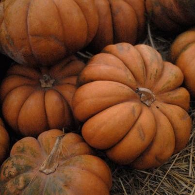 Graines Courge Musquee De Provence