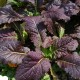 Graines Moutarde rouge 'Red Giant'