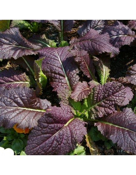 Graines Moutarde rouge 'Red Giant'