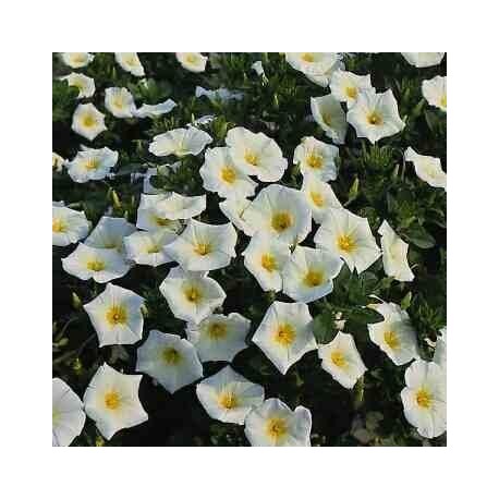 Graines Convolvulus tricolor blanc (Belle de jour)