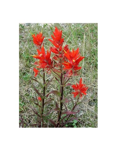 Castilleja coccinea 