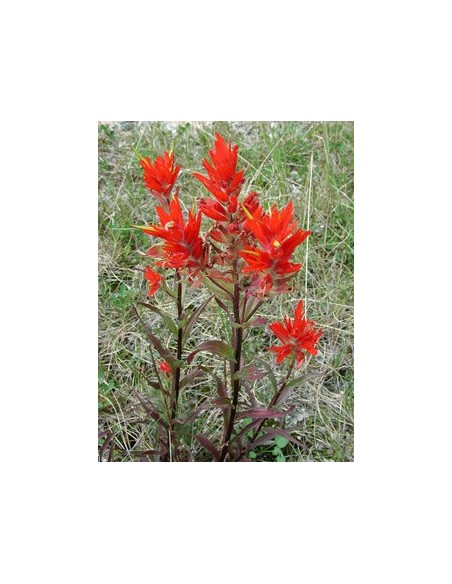 Castilleja coccinea 