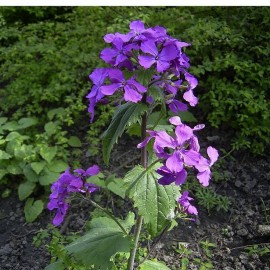 Graines Lunaria annua (Lunaire, Monnaie du pape)