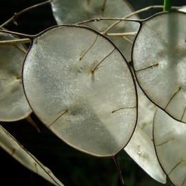 Graines Lunaria annua (Lunaire, Monnaie du pape)