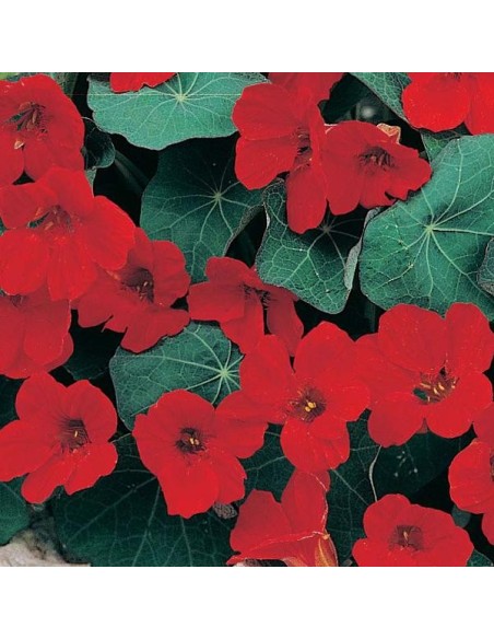 Graines Tropaeolum nanum 'Empress of India' (Capucine naine)