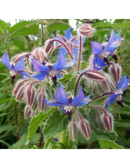 Graines Bourrache officinale