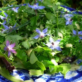 Graines Bourrache officinale