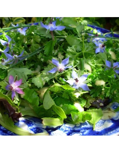 Graines Bourrache officinale