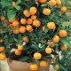 Graines Citrus Mitis (Calamondin)