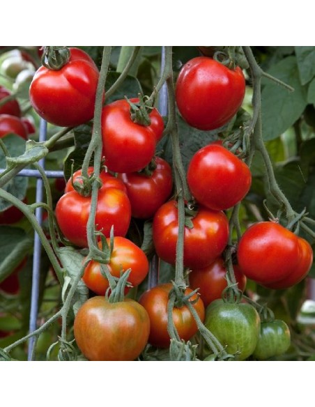 Graines Tomate Stupické polní rané (stupice)