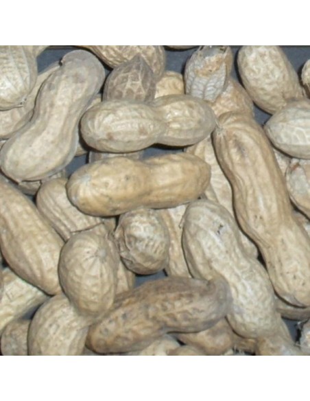 Graines Arachide (Cacahuète)
