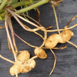 Graines Arachide (Cacahuète)