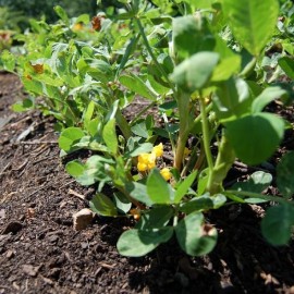 Graines Arachide (Cacahuète)