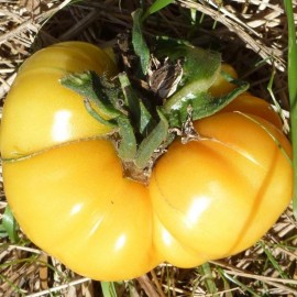 Tomate Brandywine Yellow (tomate ancienne)