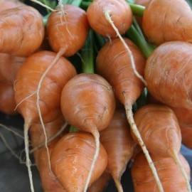 Graines Carotte ronde Paris market