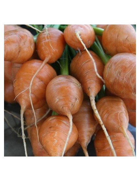 Graines Carotte ronde Paris market