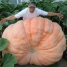 Graines Potiron géant 'Atlantic Giant'