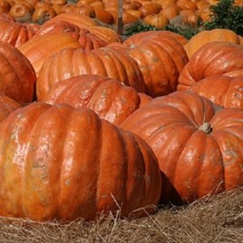 Graines Potiron géant 'Atlantic Giant'